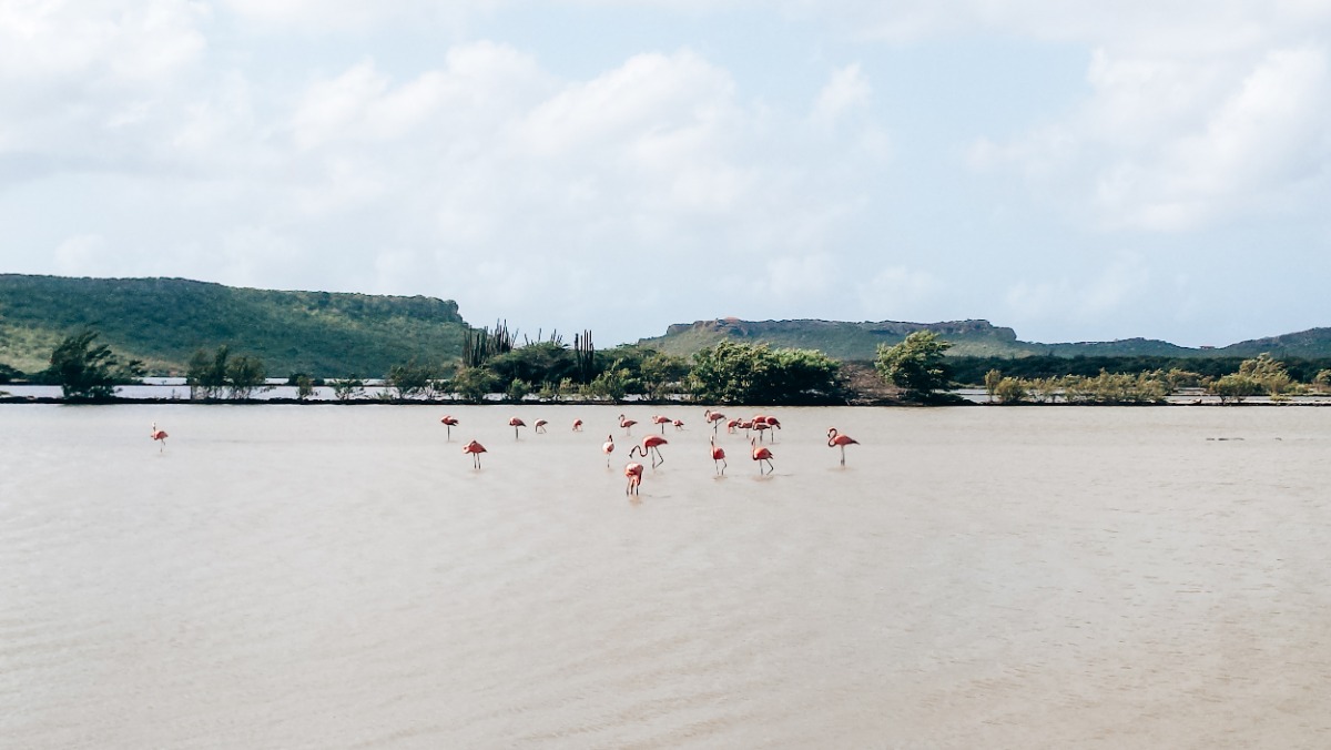 flamingo's Curaçao