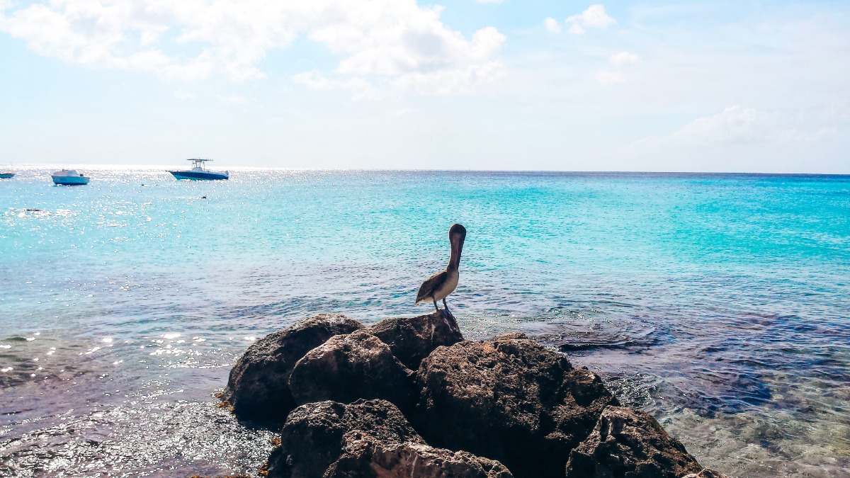 mooiste stranden Curaçao pelikaan