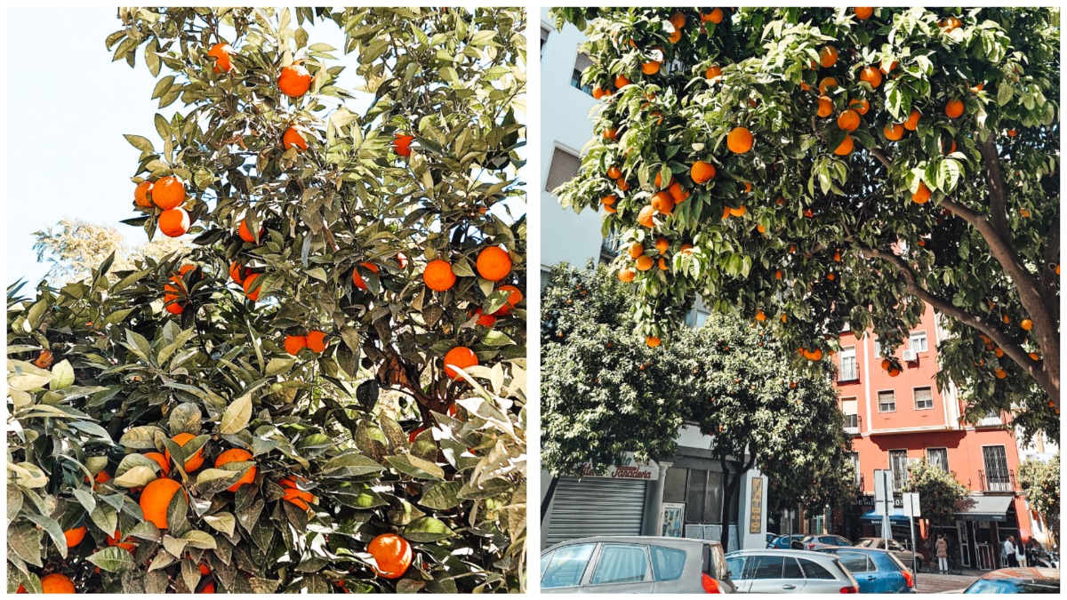 sinaasappelbomen in Spanje