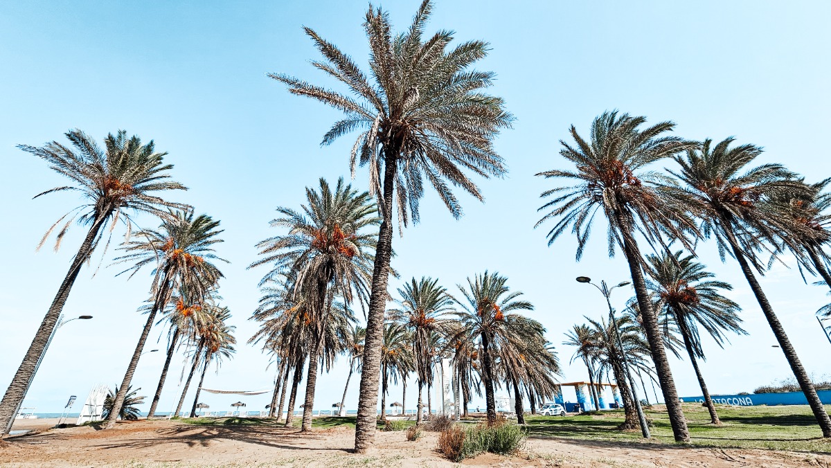 Palmbomen in Spanje Valencia