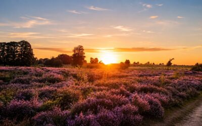 SALLANDSE HEUVELRUG | Bloeiende heide op de Holterberg