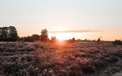 SALLANDSE HEUVELRUG | Bloeiende heide op de Holterberg